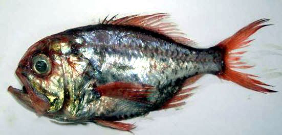 Hoplostethus mediterraneus mediterraneus_06.jpg